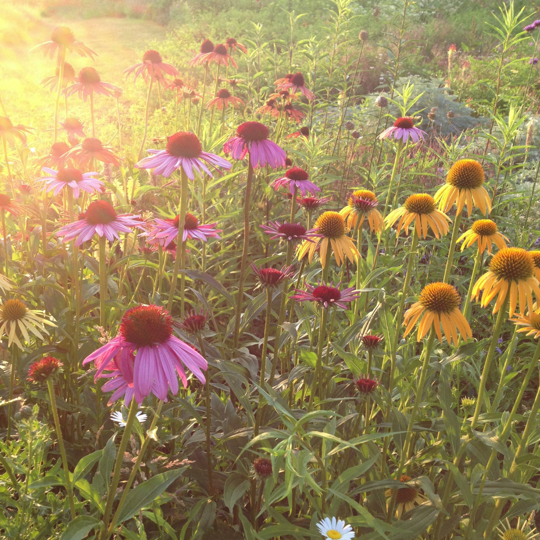 Perennial Flowers