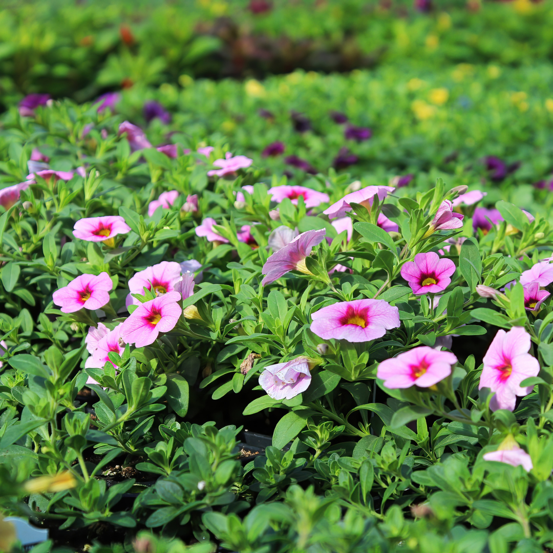 Annual Flowers