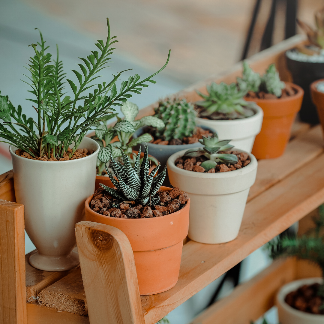 Indoor Plants