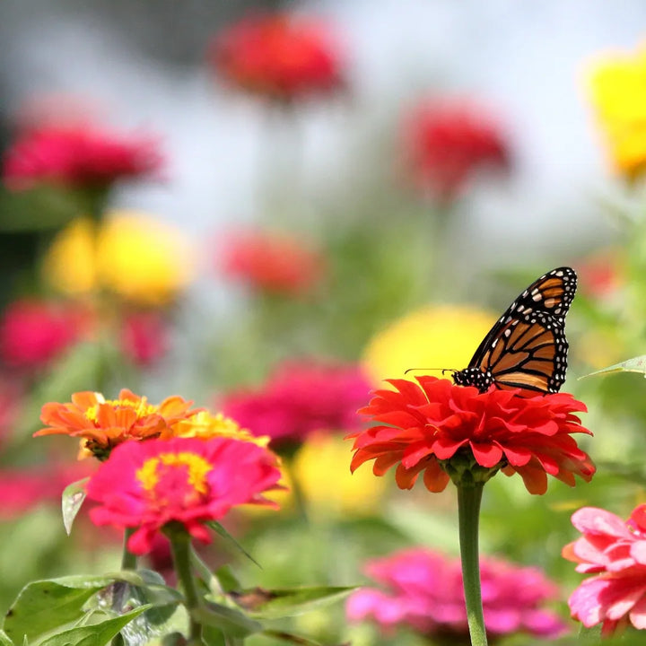 The Flower Lover