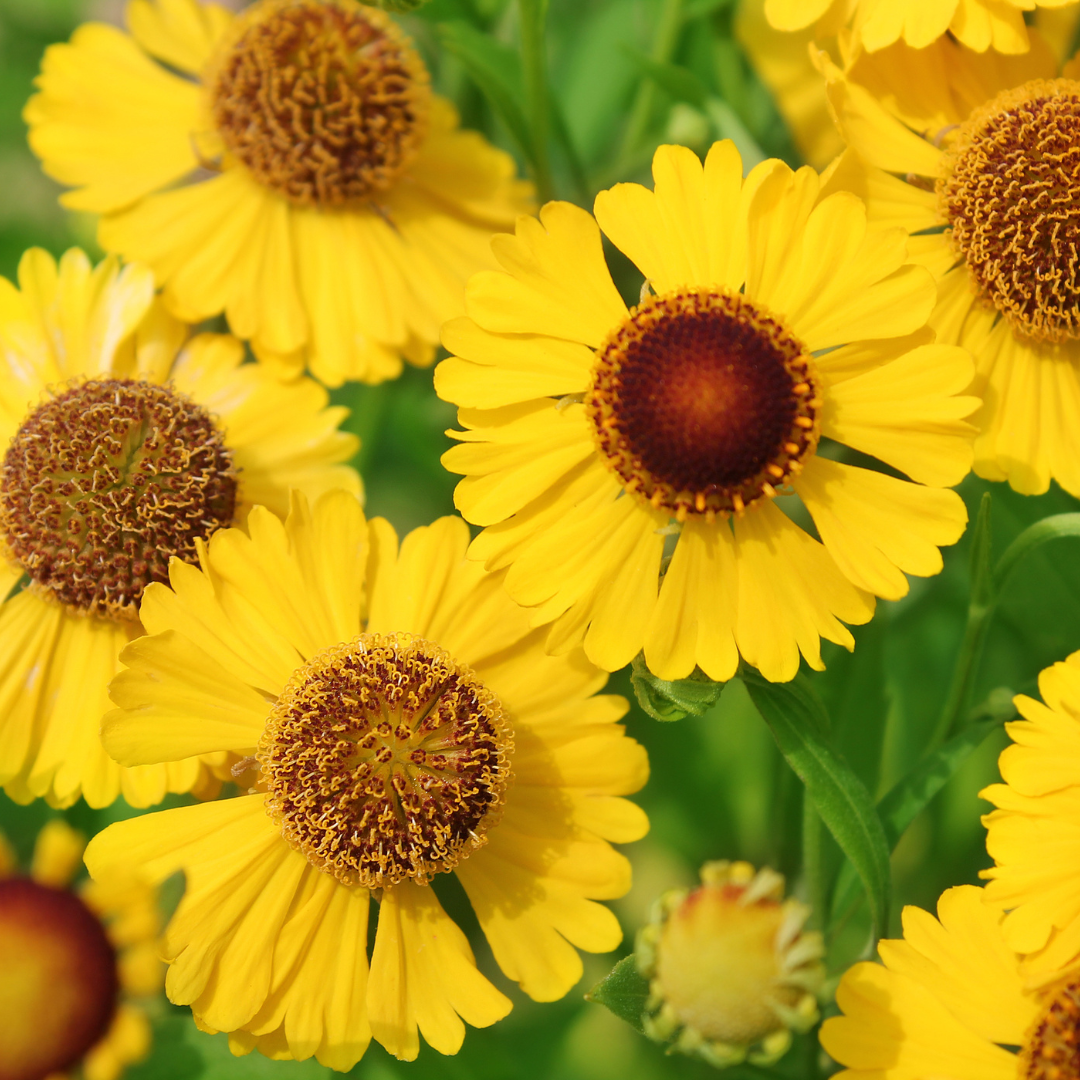 Autumn Sneezeweed