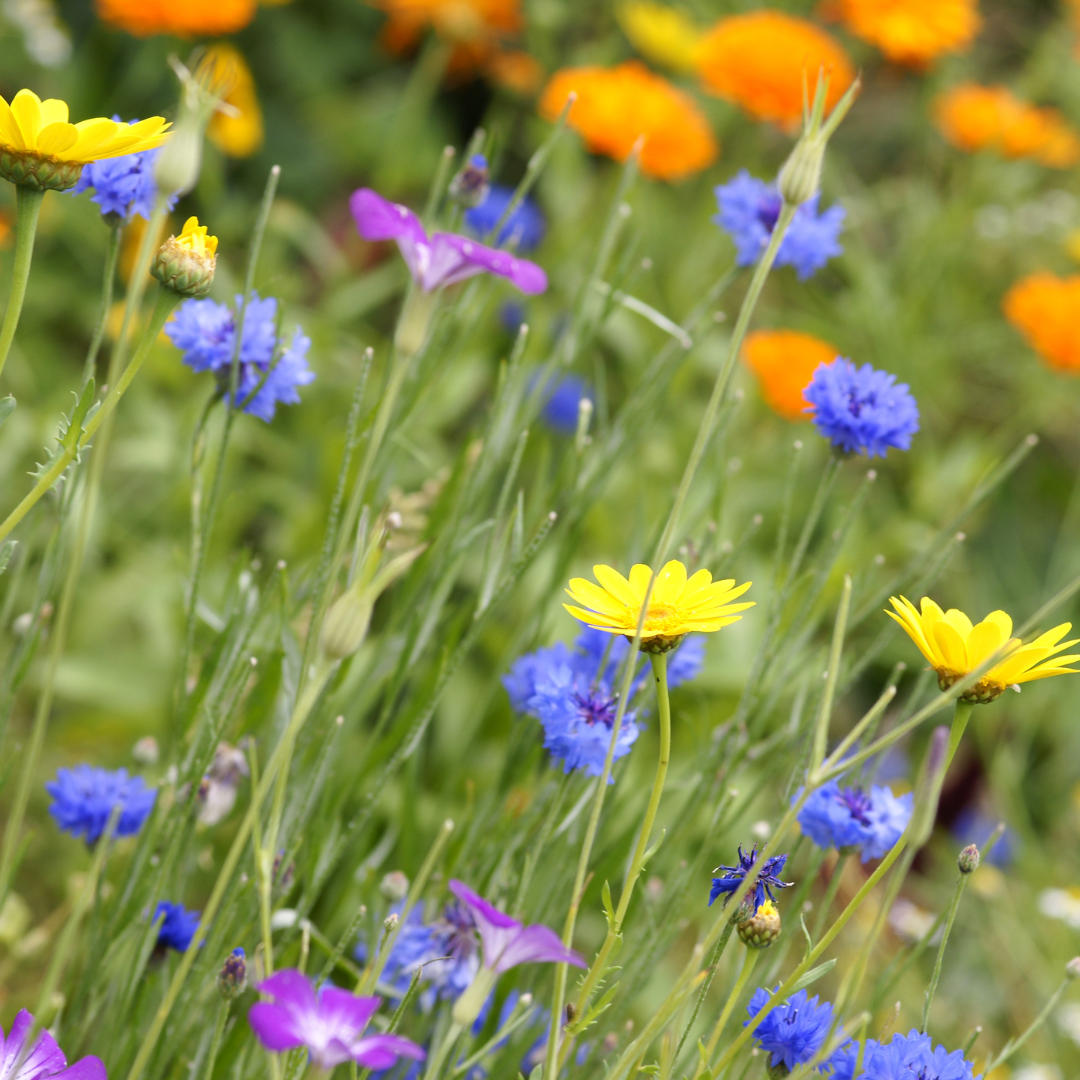 Wildflower Sun Mix