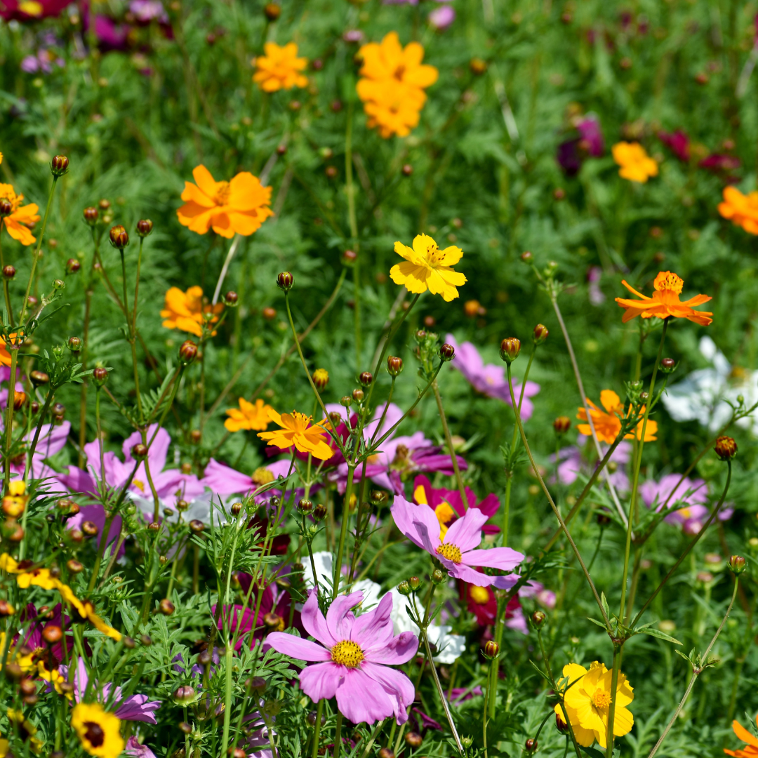 Wildflower Sun Mix