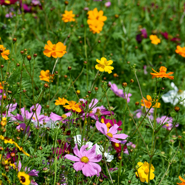 Wildflower Sun Mix