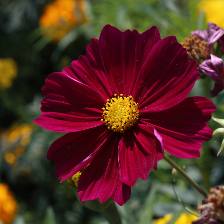 Rubenza Cosmos