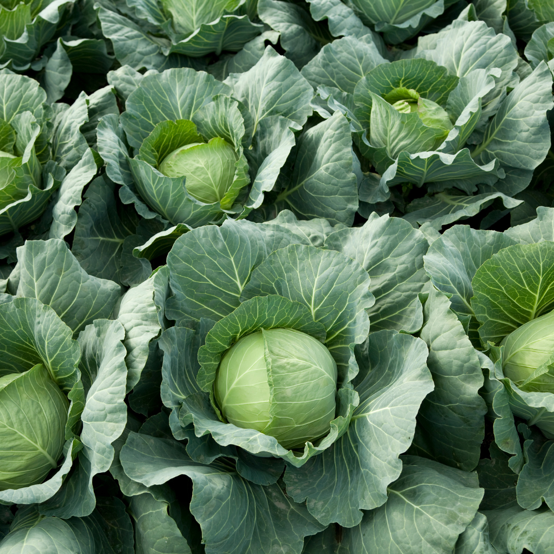 Copenhagen Market Cabbage