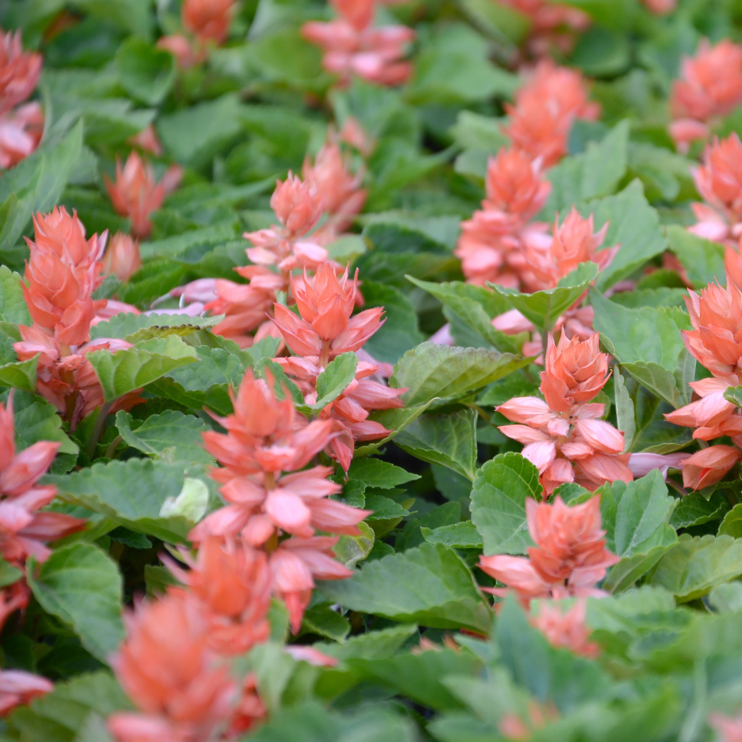 Mojave Salmon Salvia