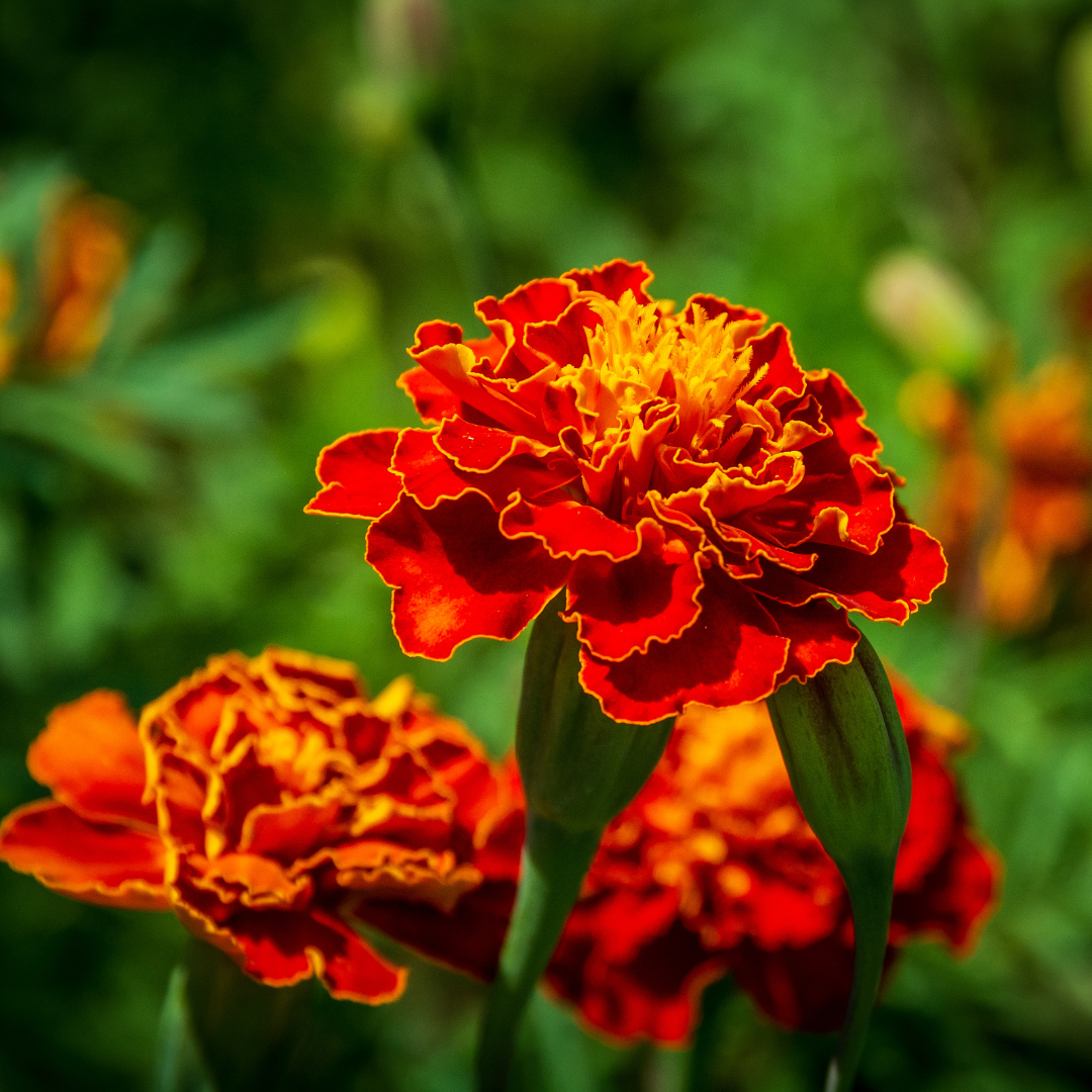 Durango Red French Marigold