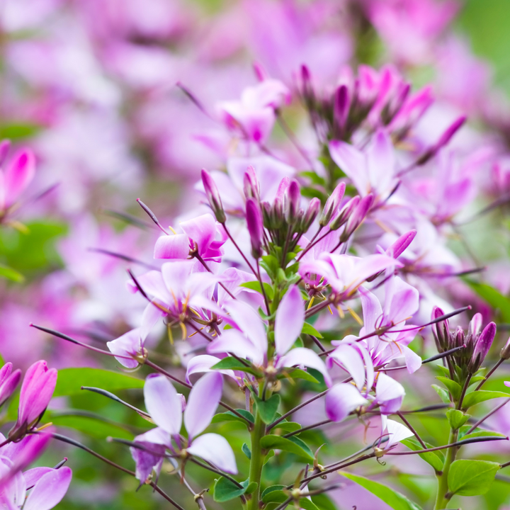 Cleome- Spider Flower