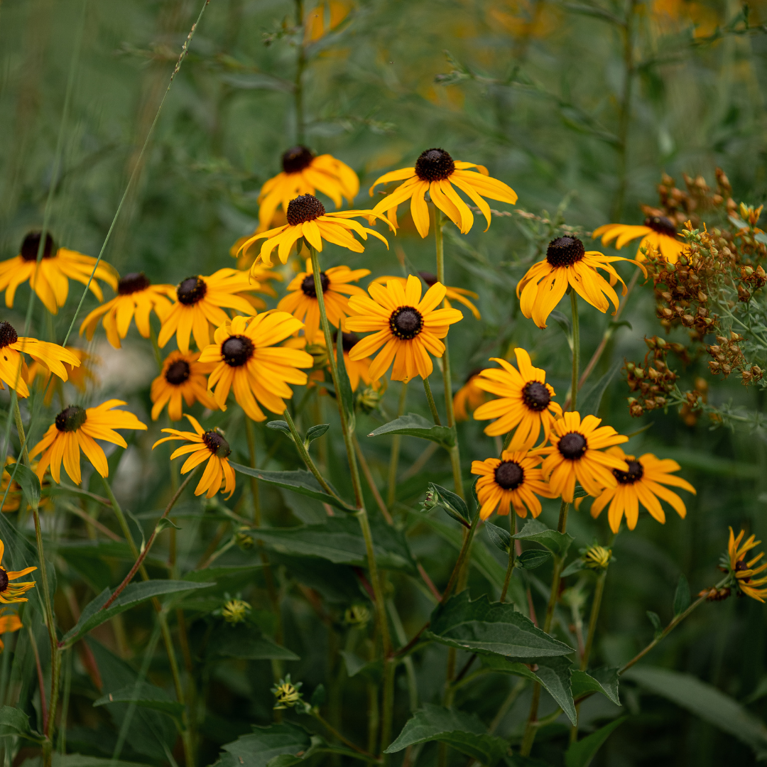 Black Eyed Susan (Rudbeckia)