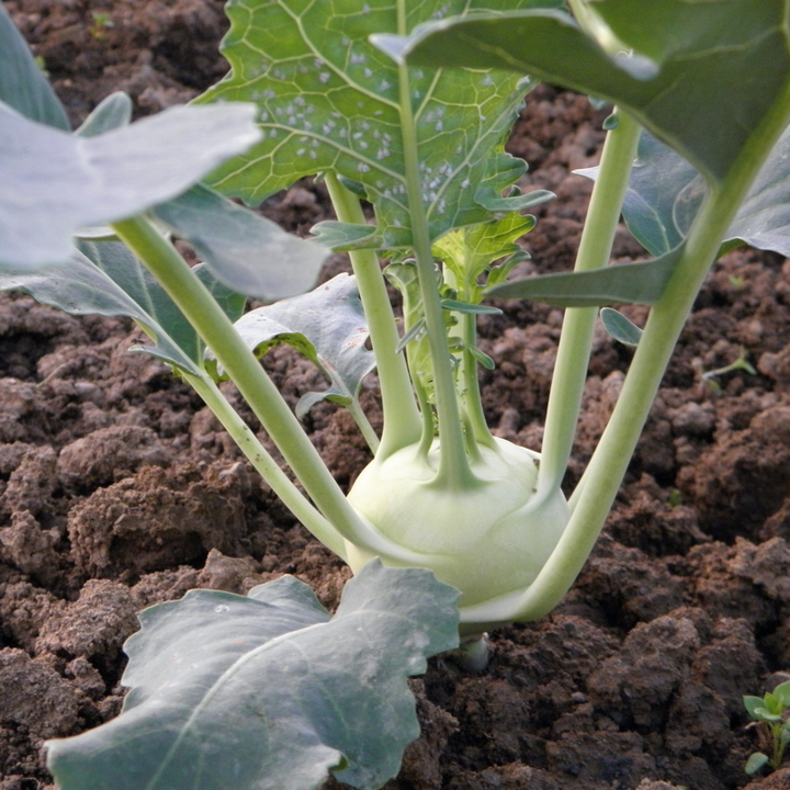 White Vienna Kohlrabi