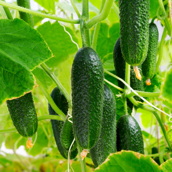 Spacemaster Bush Cucumber