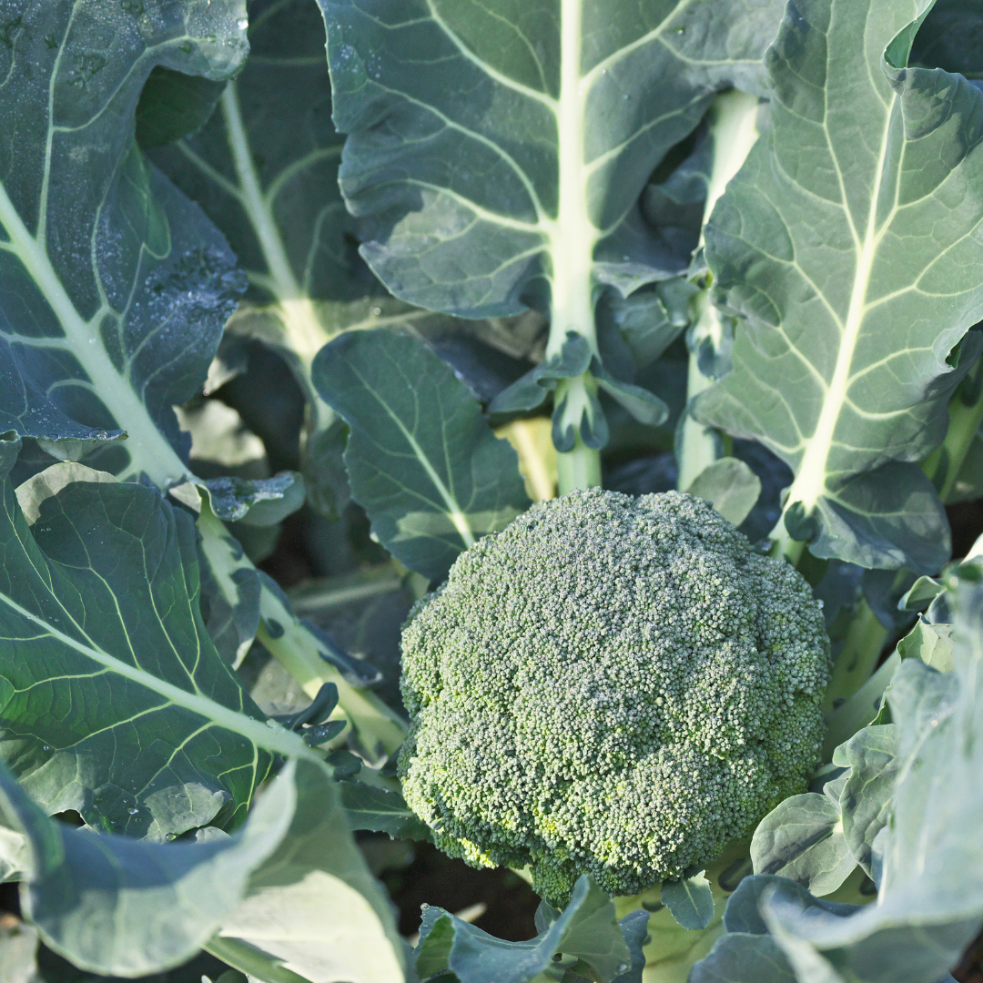 Belstar Hybrid Broccoli