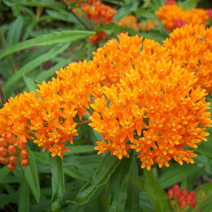 Butterfly Bush/ Butterfly Weed