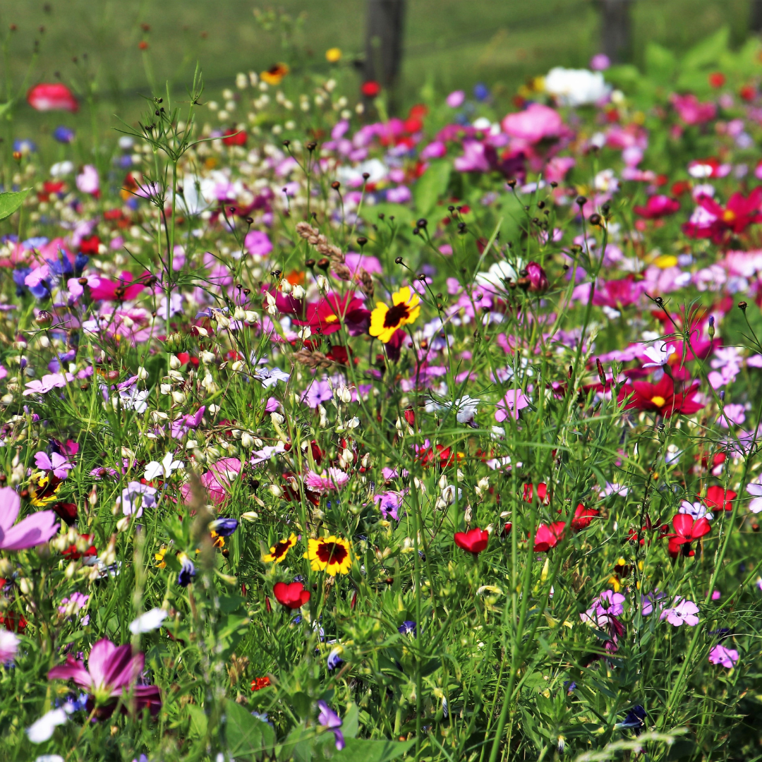 Wildflower Sun Mix