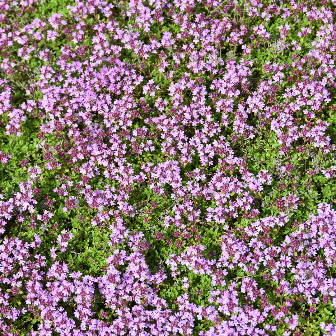 Creeping Thyme