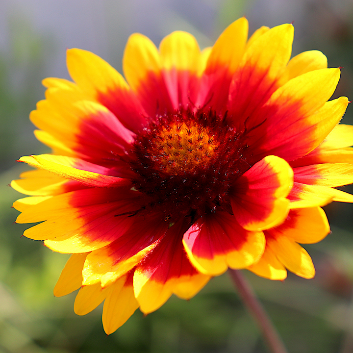 Arizona Sun Gaillardia