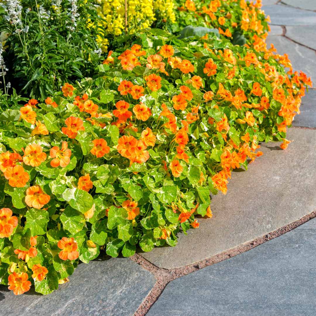 Alaska Mix Nasturtium