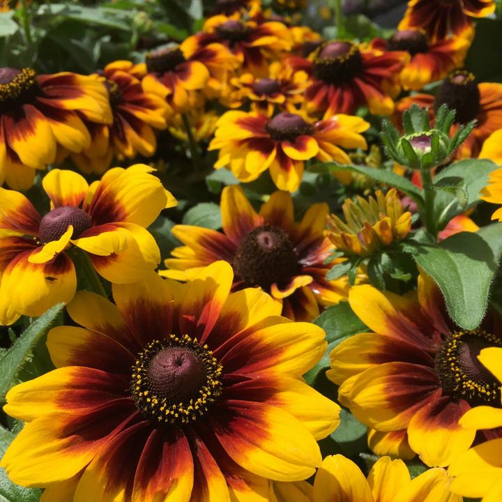 Cappuccino Rudbeckia