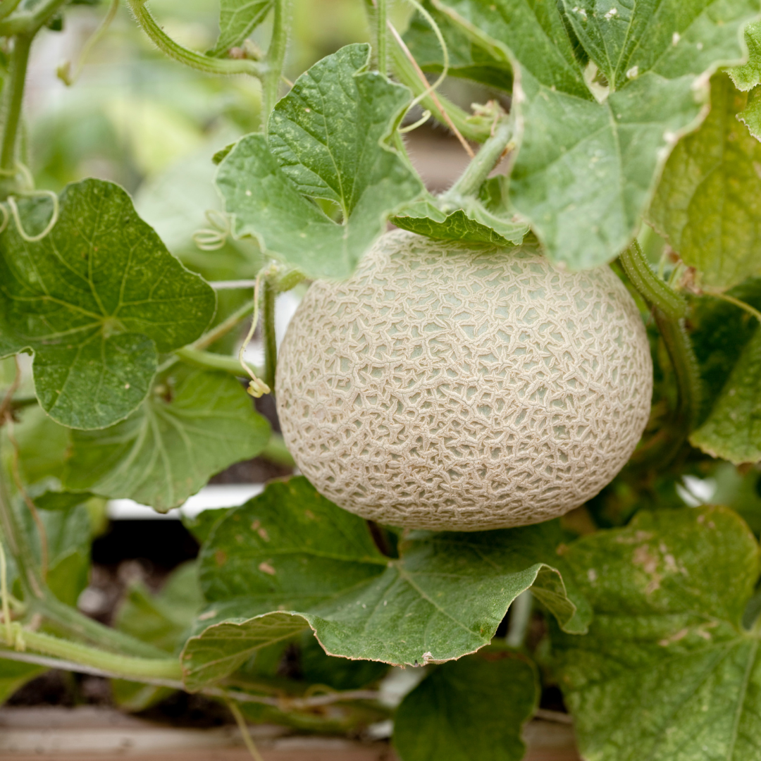 Delicious Cantaloupe