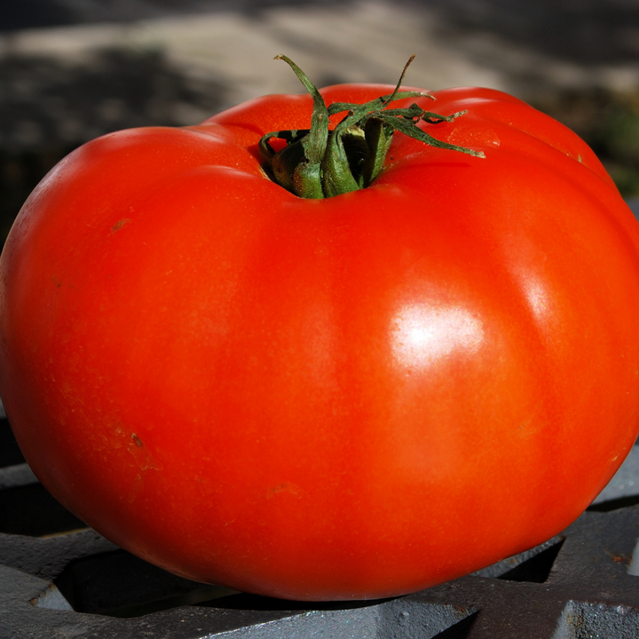 Super Fantastic Tomato