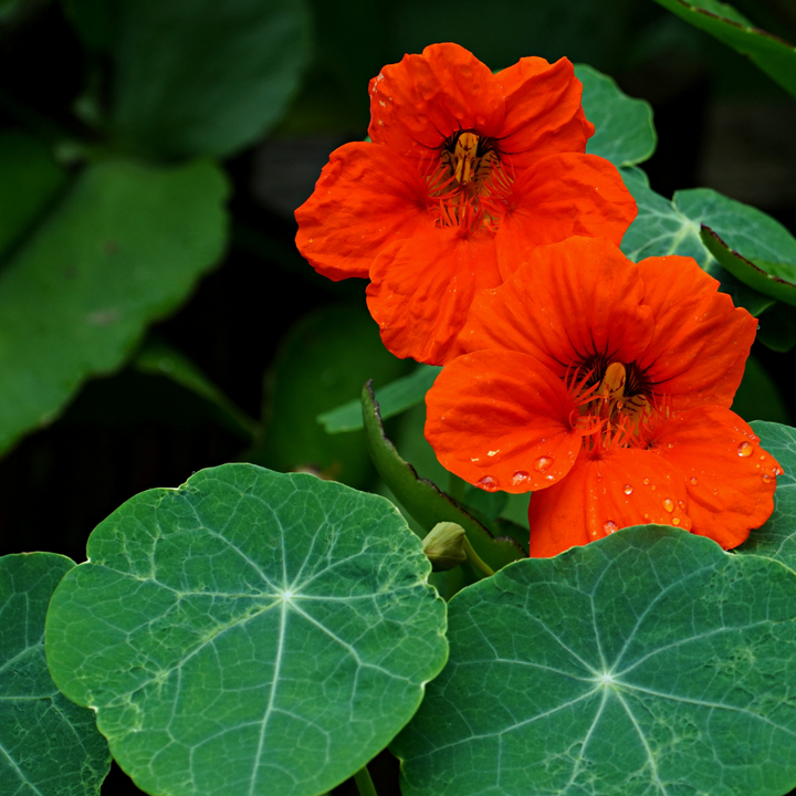 Empress Of India Nasturtium