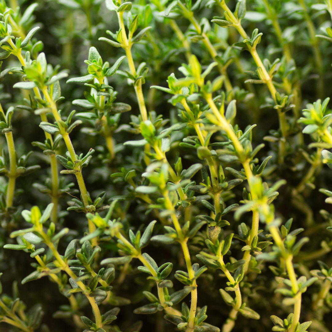 English Thyme