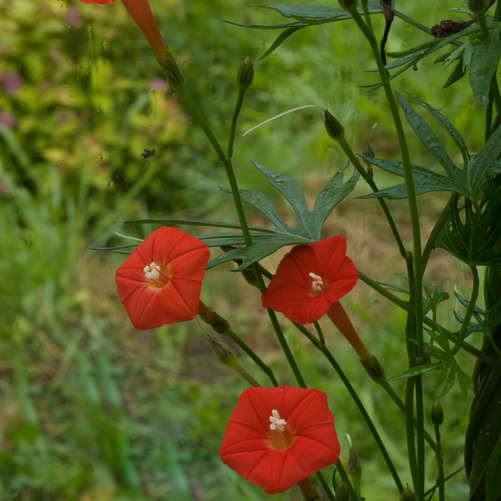 Cardinal Climber