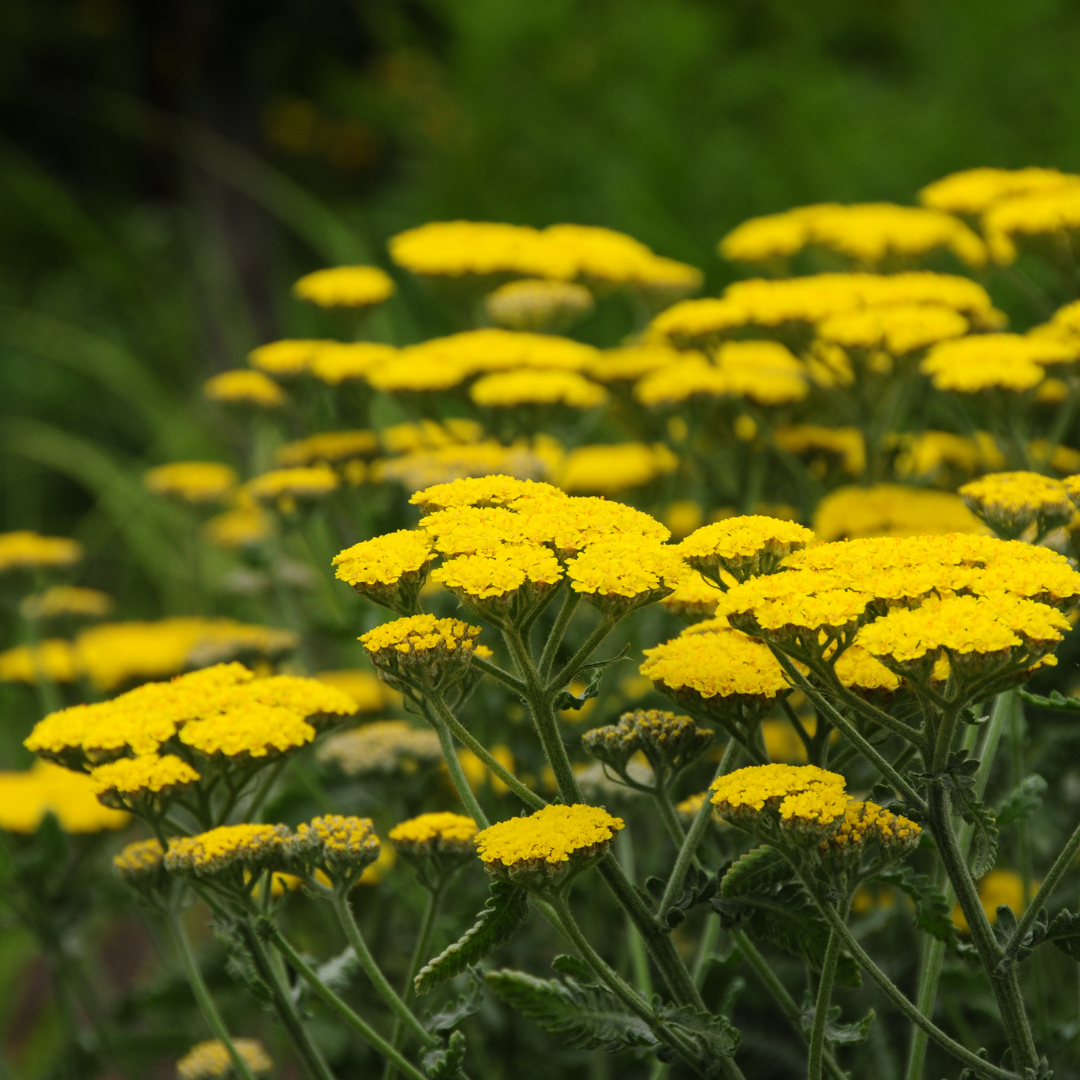 Golden Yarrow