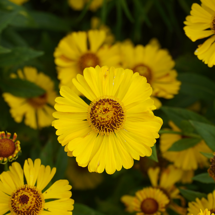 Autumn Sneezeweed