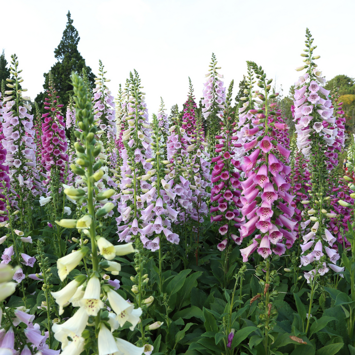 Excelsior Hybrids Foxglove