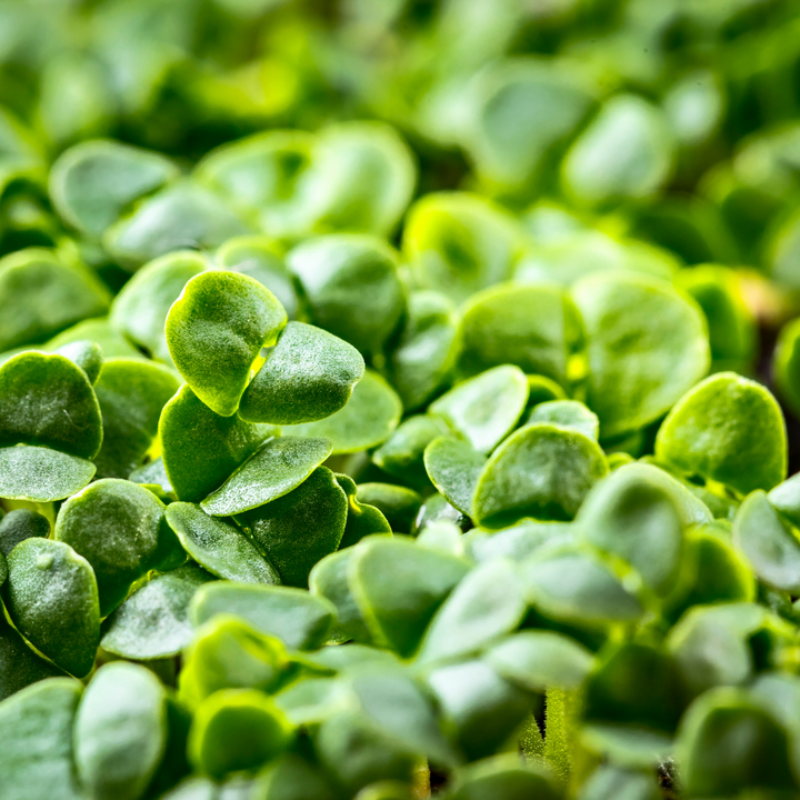 Basil Mix Microgreens