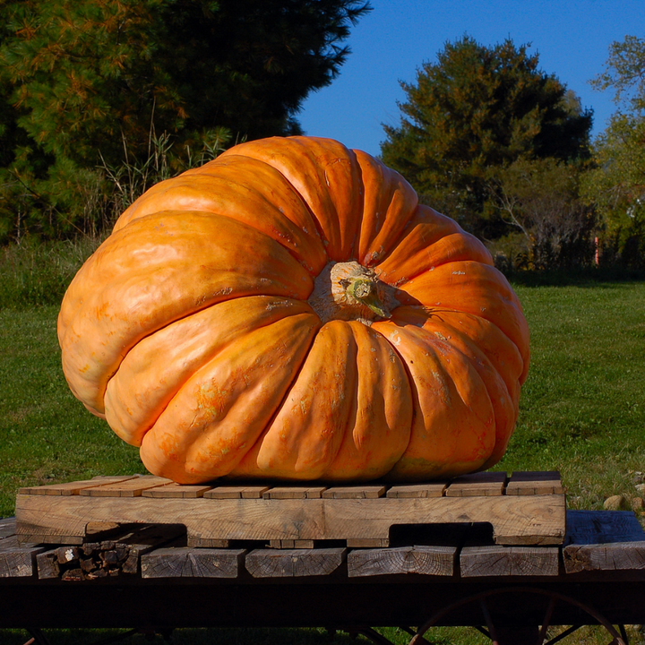 Atlantic Giant Pumpkin