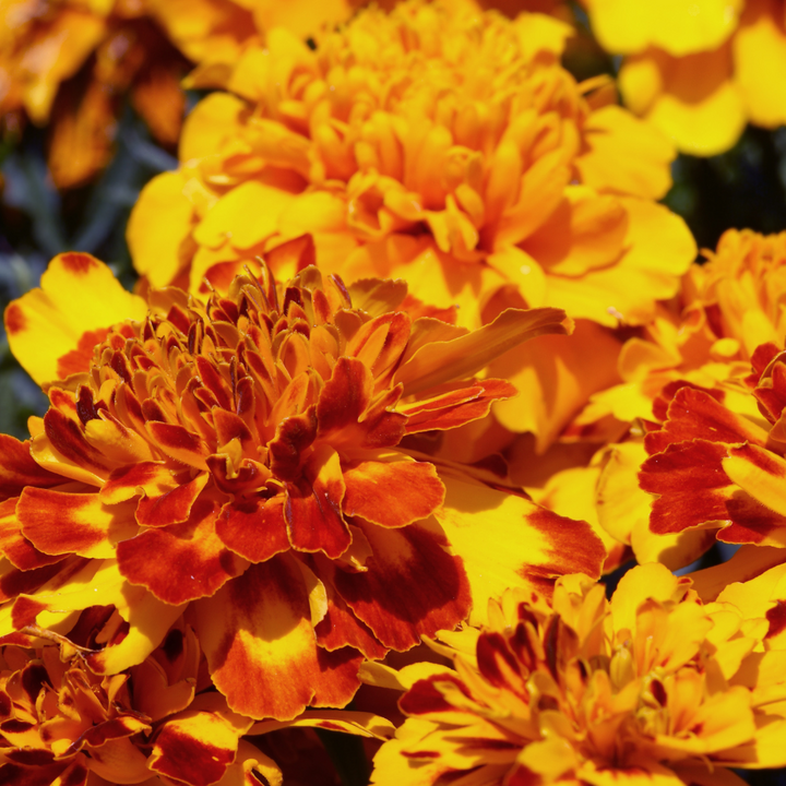 Flamenco French Marigold