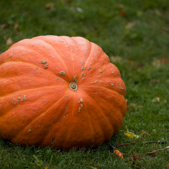 Atlantic Giant Pumpkin