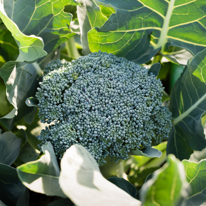 Belstar Hybrid Broccoli