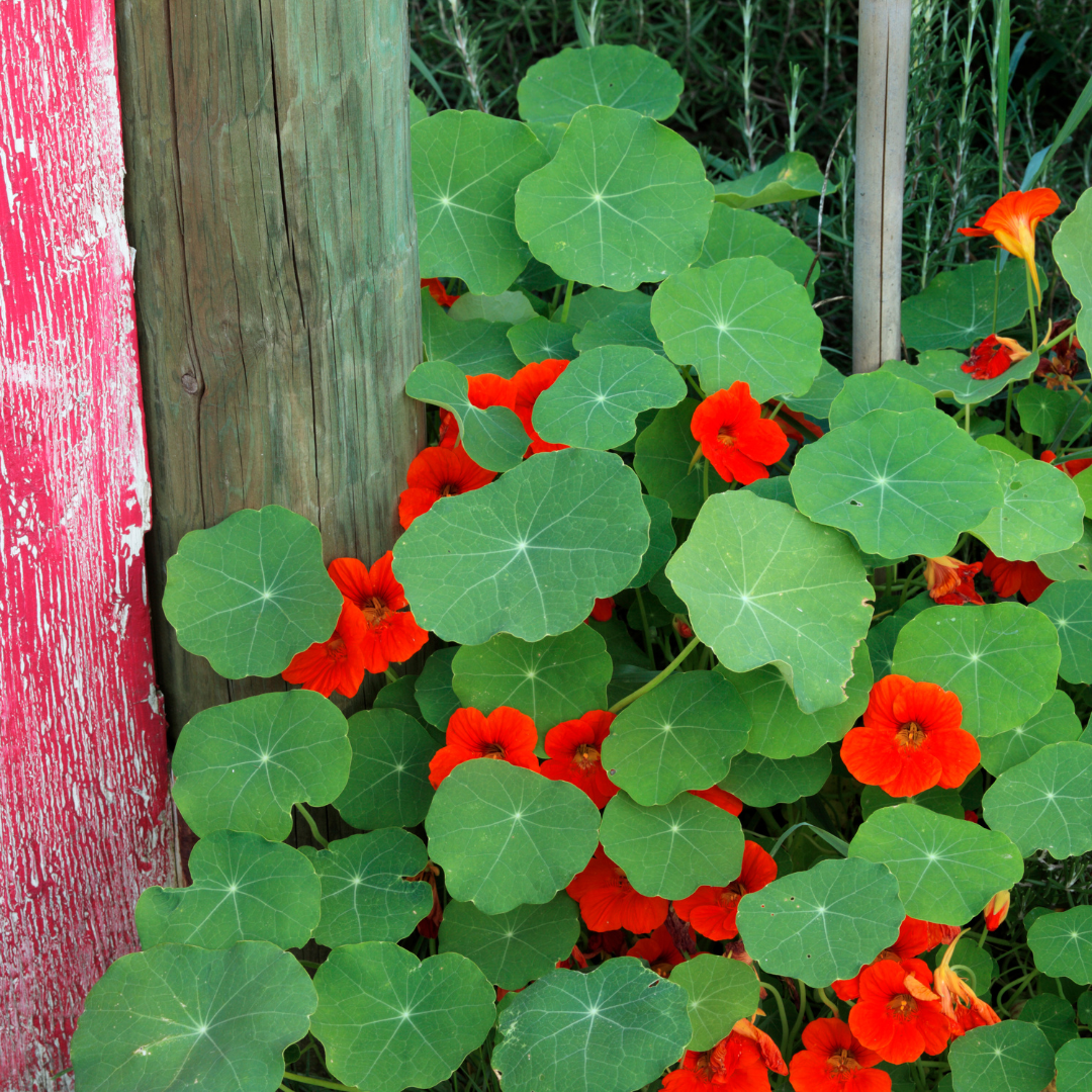 Empress Of India Nasturtium