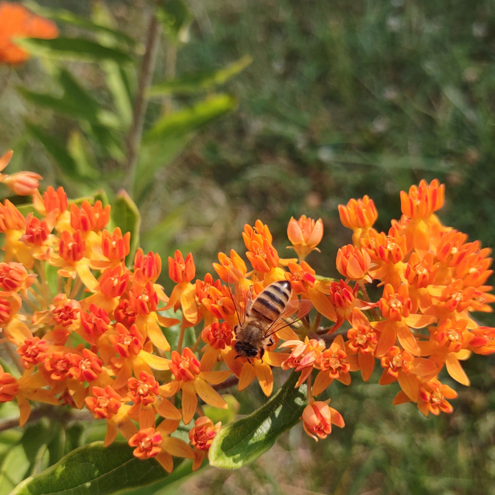 Butterfly Bush/ Butterfly Weed