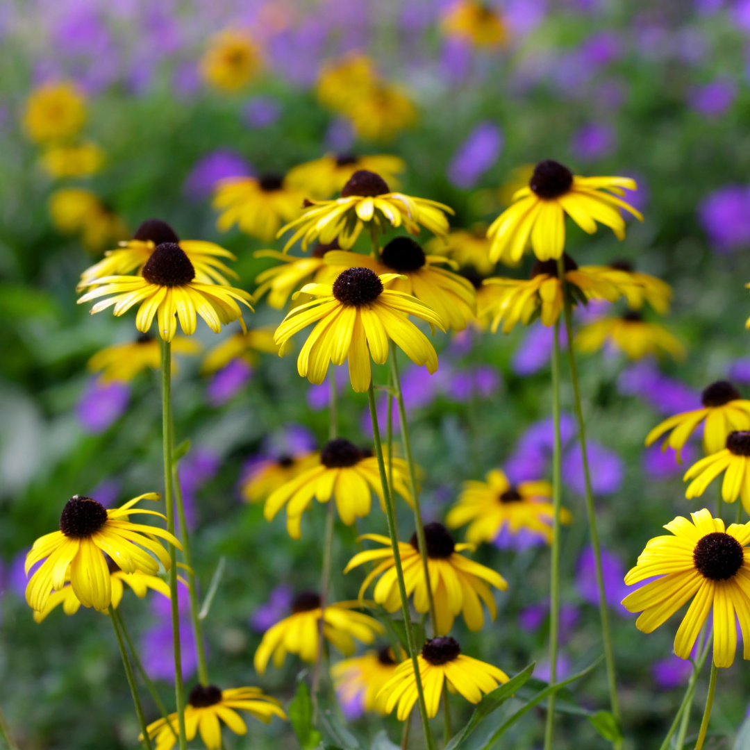 Black Eyed Susan (Rudbeckia)