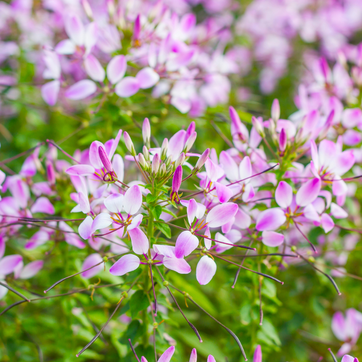 Cleome- Spider Flower