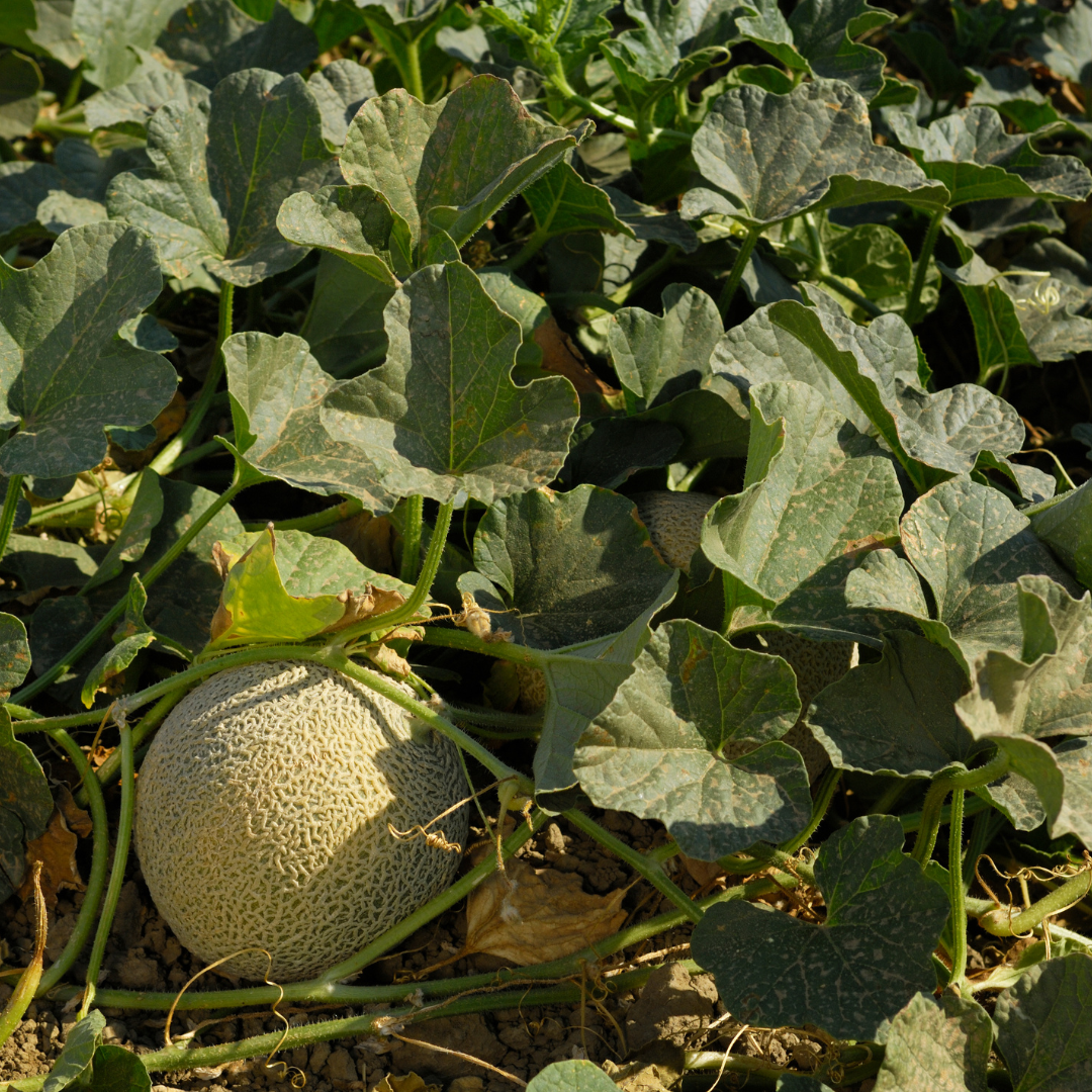 Delicious Cantaloupe