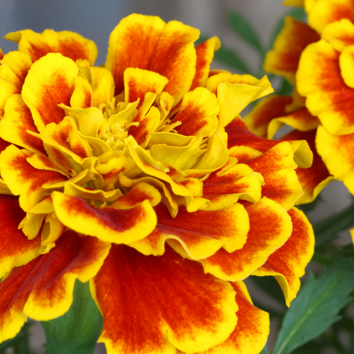 Flamenco French Marigold