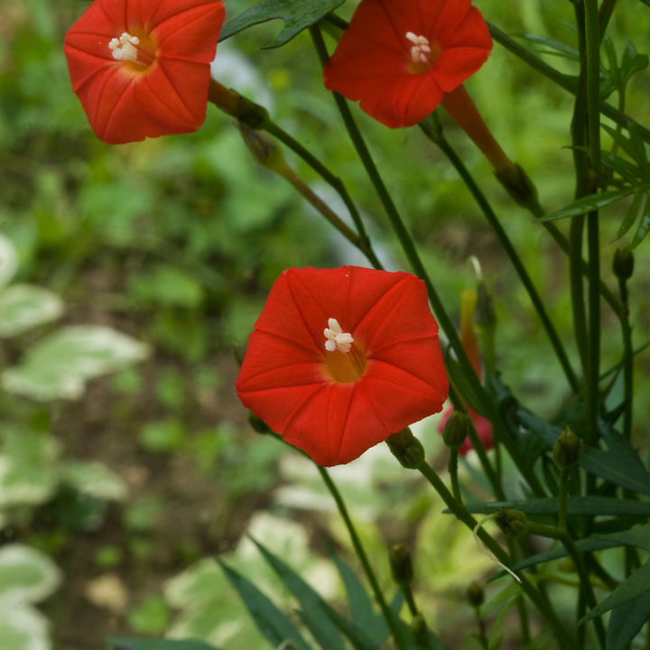 Cardinal Climber