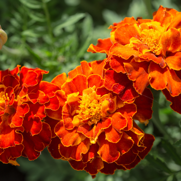 Durango Red French Marigold