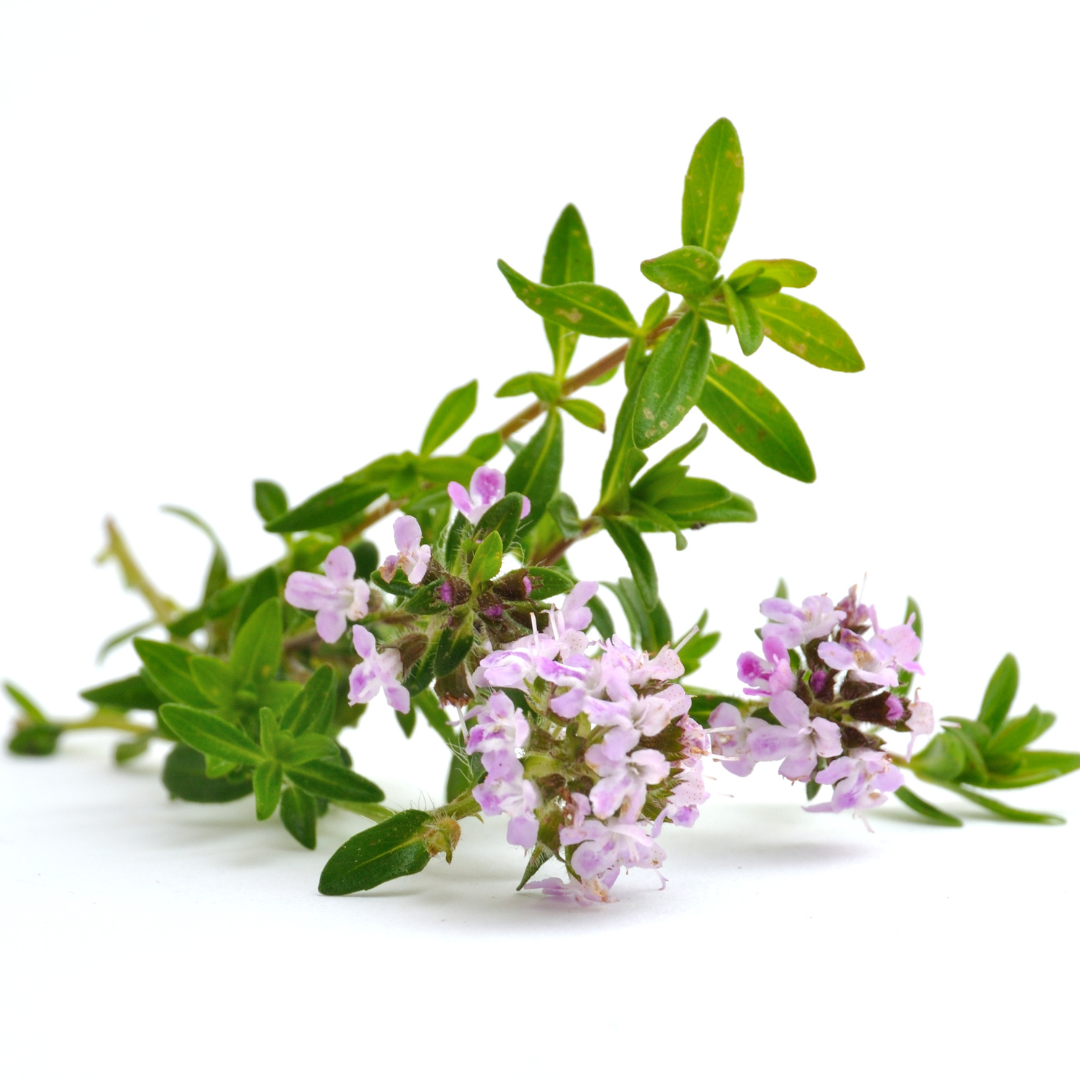 English Thyme