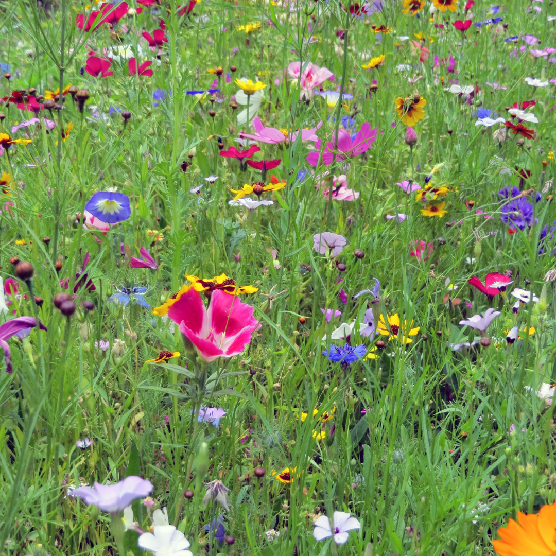 Wildflower Sun Mix