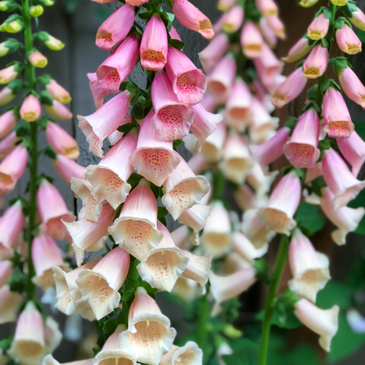 Excelsior Hybrids Foxglove