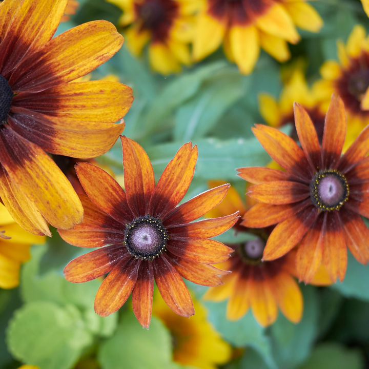 Cappuccino Rudbeckia