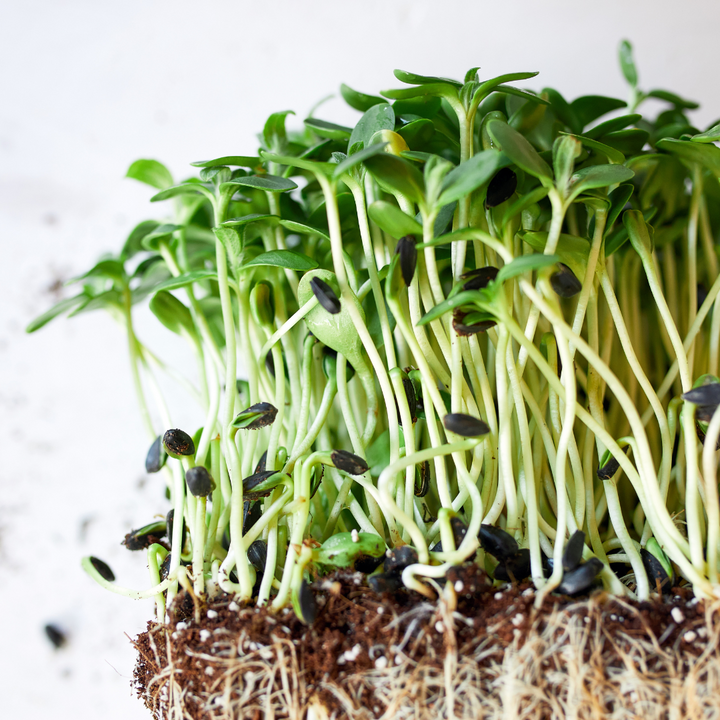 Basil Mix Microgreens