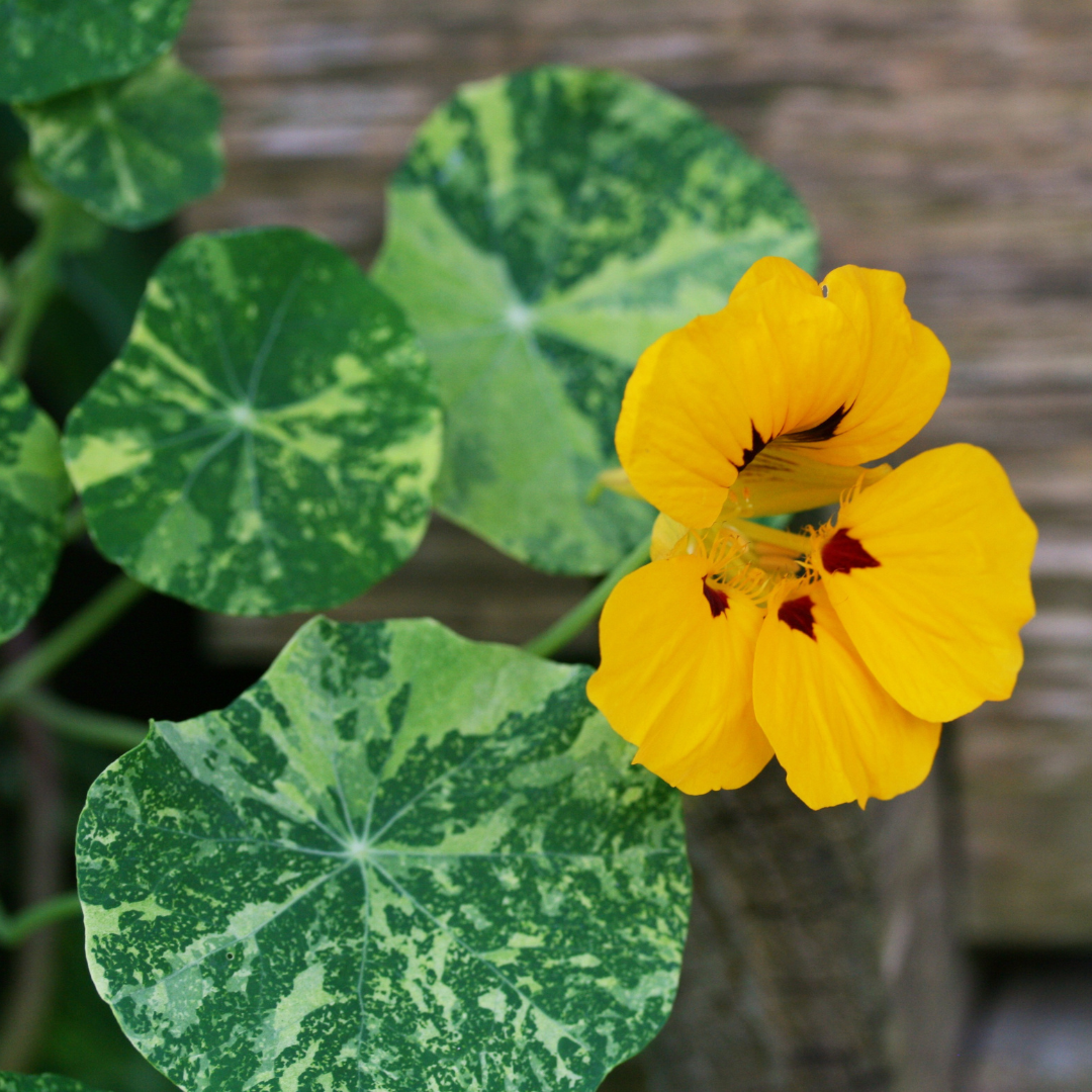 Alaska Mix Nasturtium